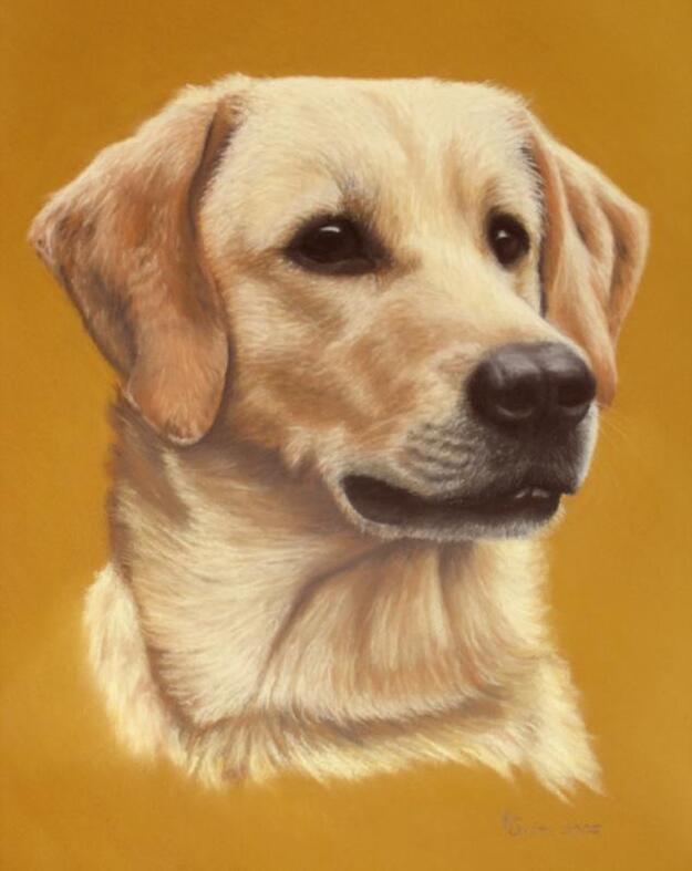 Yellow Lab