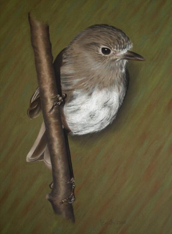 Stewart Island Robin